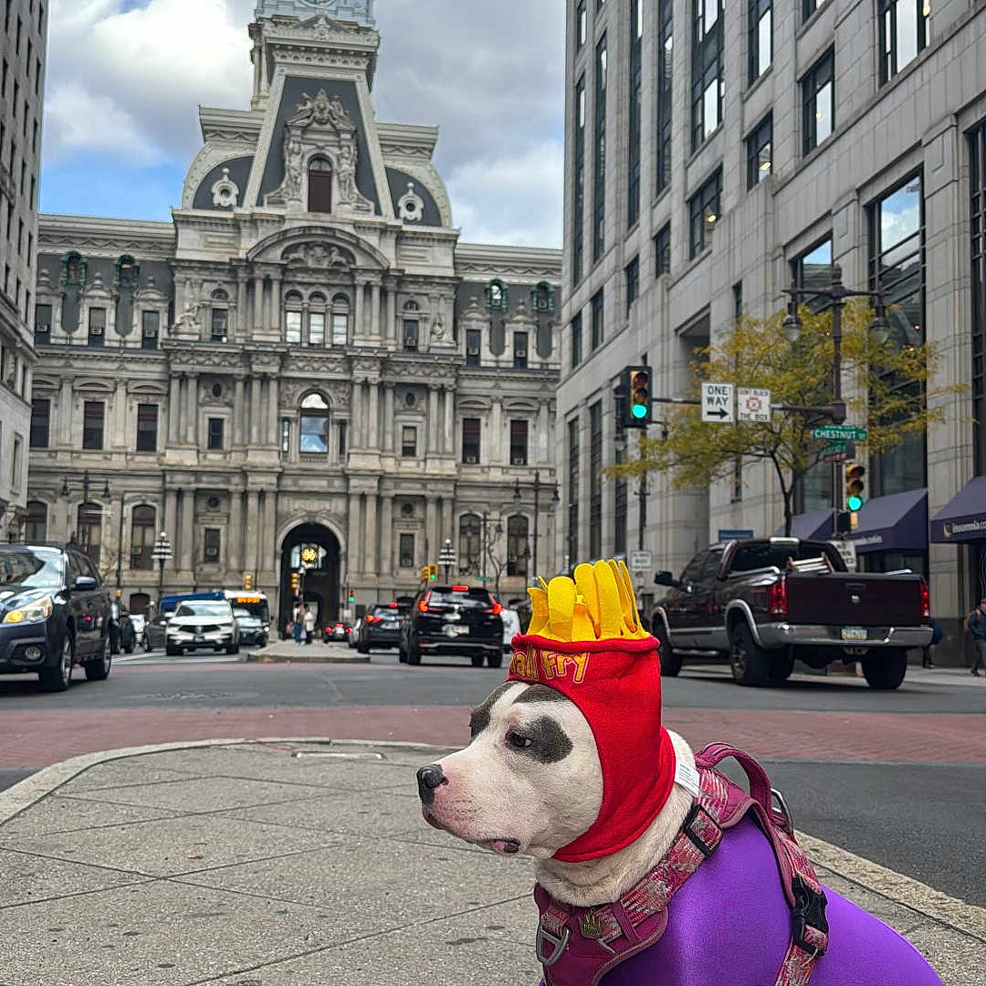 Rolla Anderson joined the competition — help win amazing prizes! animal, buildings, cars, city, cloudy_sky, costume, daytime, dog, french_fries_hat, historic_building, muzzle, outdoor, pet, purple_bodysuit, road, sidewalk, sitting, street, traffic_light, urban