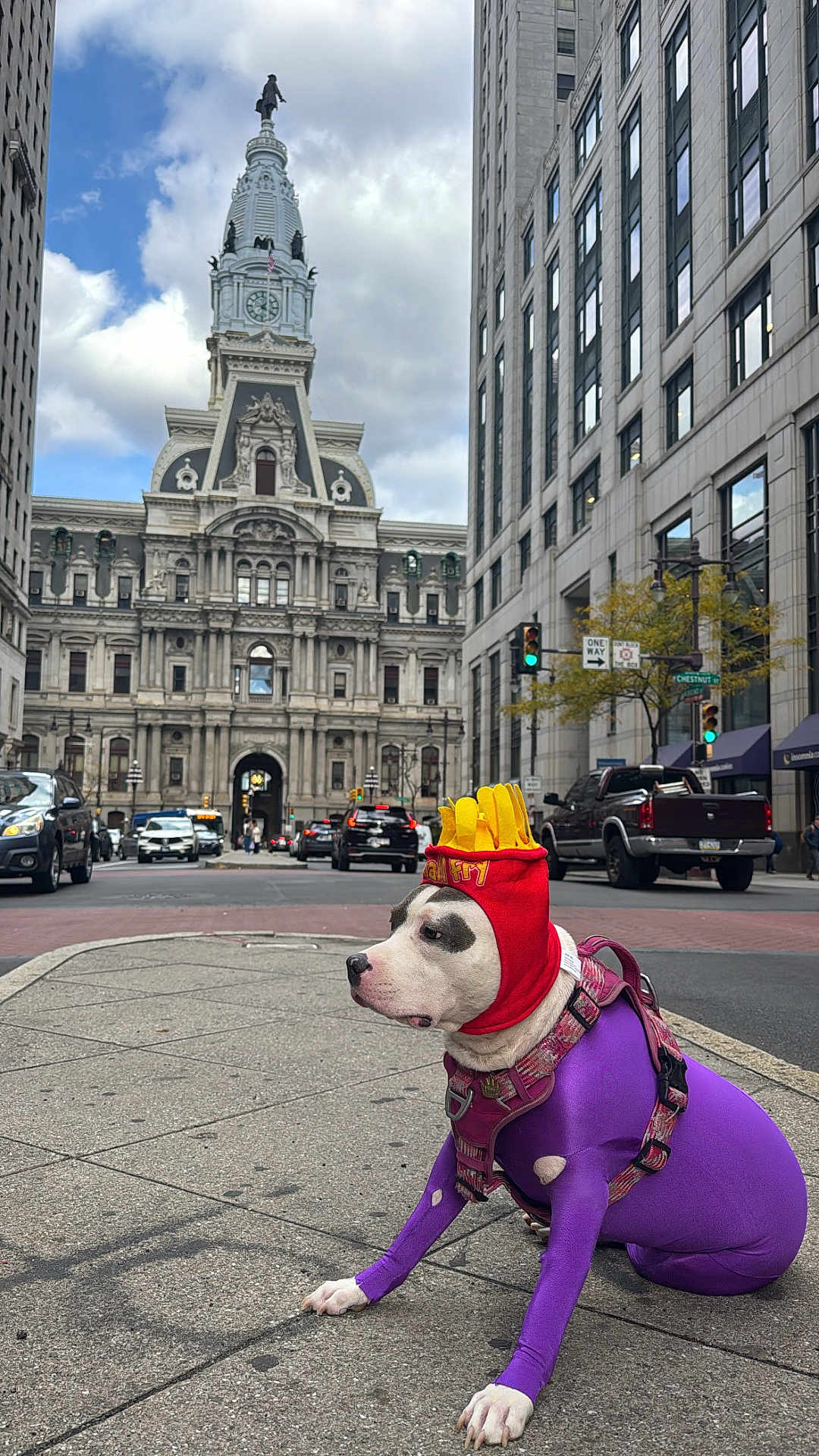 Rolla Anderson joined the competition — help win amazing prizes! animal, buildings, cars, city, cloudy_sky, costume, daytime, dog, french_fries_hat, historic_building, muzzle, outdoor, pet, purple_bodysuit, road, sidewalk, sitting, street, traffic_light, urban