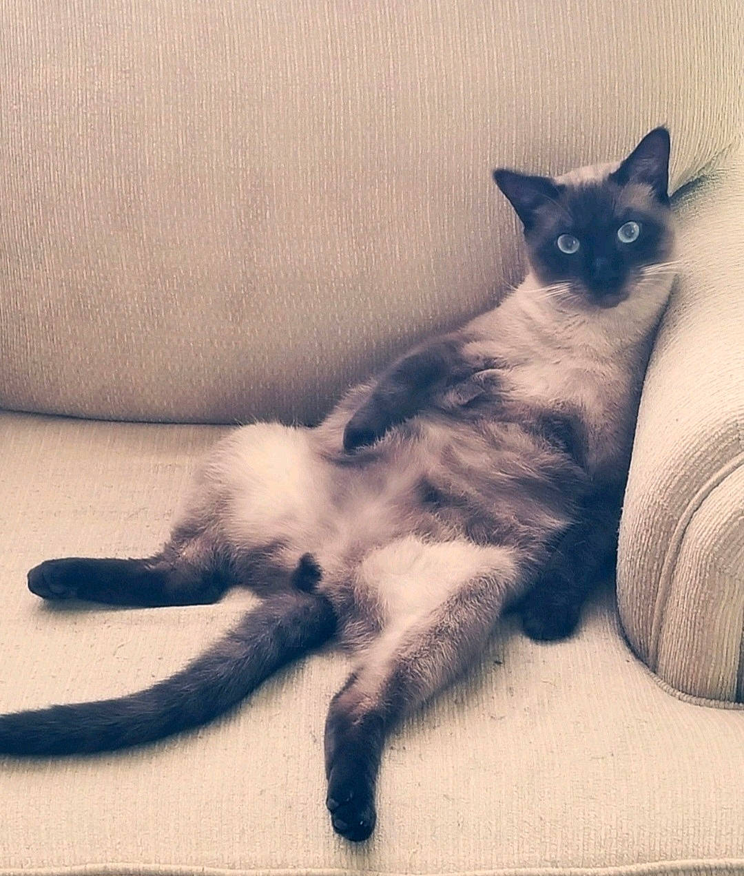 Chai is registered to the contest to win money with this photo: bed, carnivore, cat, comfort, couch, domestic_short_haired_cat, fawn, felidae, foot, fur, grey, hardwood, human_leg, paw, siamese, sitting, small_to_medium_sized_cats, snout, tail, whiskers