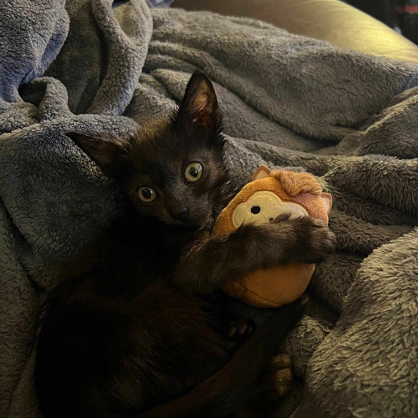 Graham joined the competition — help win amazing prizes! animal, black_cat, blanket, comfort, cozy, curious, cute, fur, home, indoor, kitten, pet, plush_toy, relaxing, sleepy, small_animal, snuggling, soft, toy, warm