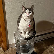 Lisa joined the competition — help win amazing prizes! cat, water_dispenser, indoor, pet, floor, tile_floor, collar, tag, wall, shadow, domestic_animal, sitting, gray_and_white, tail, ears, face, expression, feline, household, quiet