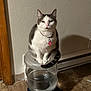 cat, water_dispenser, indoor, pet, floor, tile_floor, collar, tag, wall, shadow, domestic_animal, sitting, gray_and_white, tail, ears, face, expression, feline, household, quiet