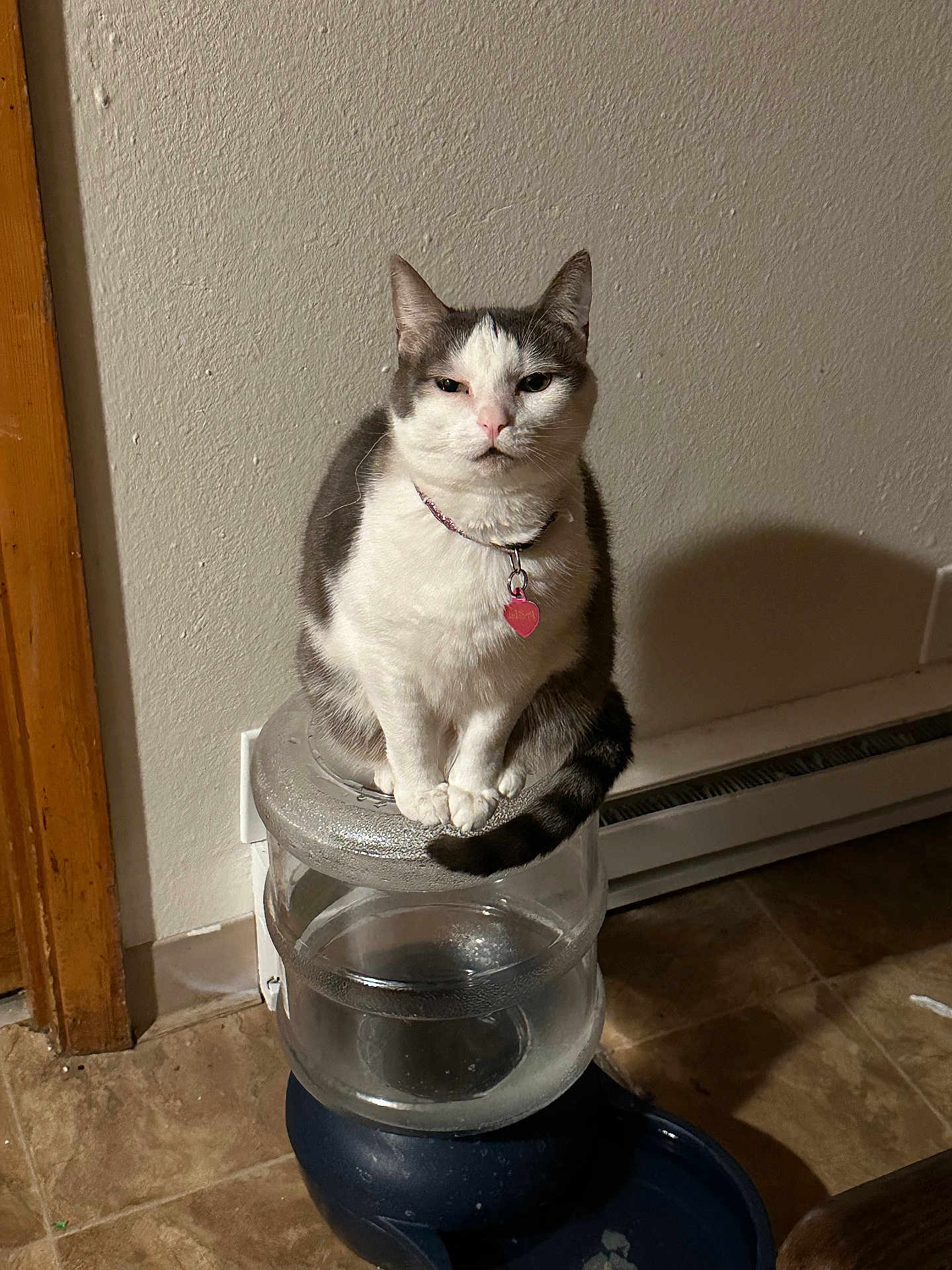 Lisa joined the competition — help win amazing prizes! cat, water_dispenser, indoor, pet, floor, tile_floor, collar, tag, wall, shadow, domestic_animal, sitting, gray_and_white, tail, ears, face, expression, feline, household, quiet