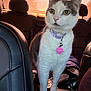 Lisa joined the competition — help win amazing prizes! cat, pet, inside_car, collar, tag, sunset_light, curious, white_fur, gray_fur, car_seat, leather_seat, window, backseat, domestic_animal, animal, feline, whiskers, ears, paws, closeup