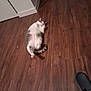 cat, indoor, wooden_floor, relaxed, pet, animal, white_and_gray, lying_down, curled_paws, cabinet, flooring, domestic, feline, playful, home, fur, cute, resting, curious, shoe