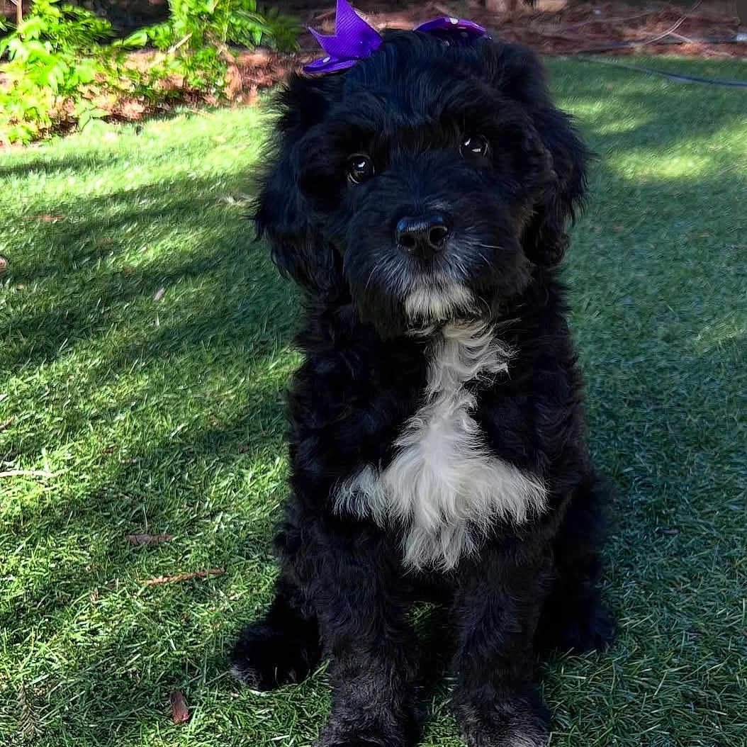 Spinelli is registered to the contest to win money with this photo: puppy, dog, black_dog, white_patch, bow, purple_bow, grass, outdoor, pet, cute, fluffy, young_dog, animal, sunlight, garden, playful, sitting, adorable, curious, nature