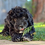 Spinelli joined the competition — help win amazing prizes! puppy, dog, black_fur, curly_fur, grass, outdoor, nature, pine_branch, cute, pet, animal, playful, close_up, young_dog, adorable, lying_down, greenery, sunlight, background_blur, front_paws