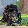 puppy, dog, black_fur, curly_fur, grass, outdoor, nature, pine_branch, cute, pet, animal, playful, close_up, young_dog, adorable, lying_down, greenery, sunlight, background_blur, front_paws