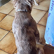 Rio a rejoint le concours — aidez-le/la à gagner de superbes lots ! dog, pet, fur, sitting, floor, tile, collar, playful, tongue_out, food_bowl, indoor, home, animal, brown_fur, white_fur, cute, back_view, companion, domestic, friendly