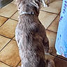 animal, back_view, brown_fur, collar, companion, cute, dog, domestic, floor, food_bowl, friendly, fur, home, indoor, pet, playful, sitting, tile, tongue_out, white_fur