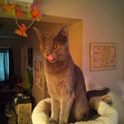 Misty joined the competition — help win amazing prizes! cat, gray_cat, cat_tree, indoor, pet, feline, licking, cozy, home, wall_art, plant, furniture, domestic_animal, cute, animal, mammal, tongue, sitting, indoor_lighting, decor