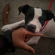 Zaa joined the competition — help win amazing prizes! animal, black_and_white, canine, carpet, collar, cute, dog, domestic, fur, hand, indoor, interaction, lying_down, nibble, pet, playing, puppy, sausage_toy, toy, young_dog