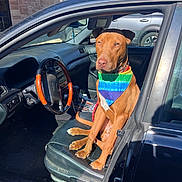 Rio joined the competition — help win amazing prizes! animal, bandana, canine, car, collar, dashboard, dog, door, driver_seat, leash, leather_seat, outdoor, parking_lot, pet, shadow, steering_wheel, sunlight, tie_dye, vehicle, window