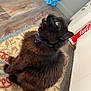 Blackie joined the competition — help win amazing prizes! cat, black_cat, fluffy, collar, indoor, rug, wooden_floor, bottle_pack, curious, pet, feline, domestic, looking_up, tail, floor, home, kitchen, box, coca_cola, animal