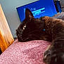 cat, black_cat, close_up, indoor, lounging, feline, pet, pink_surface, wooden_furniture, television, relaxation, fur, whiskers, eye, domestic_animal, household, cozy, resting, animal, mammal