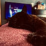 Blackie joined the competition — help win amazing prizes! cat, black_cat, sleeping, feline, pet, indoor, resting, close_up, whiskers, paw, fur, cozy, texture, pink_surface, television, blurred_background, home, furniture, relaxation, animal
