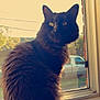abyssinian, angora, animal, blackcat, car, cat, curtain, hardwood, homedecor, kitten, manx, pet, siamese, transportation, vehicle, window, windowshade, windowsill, wood