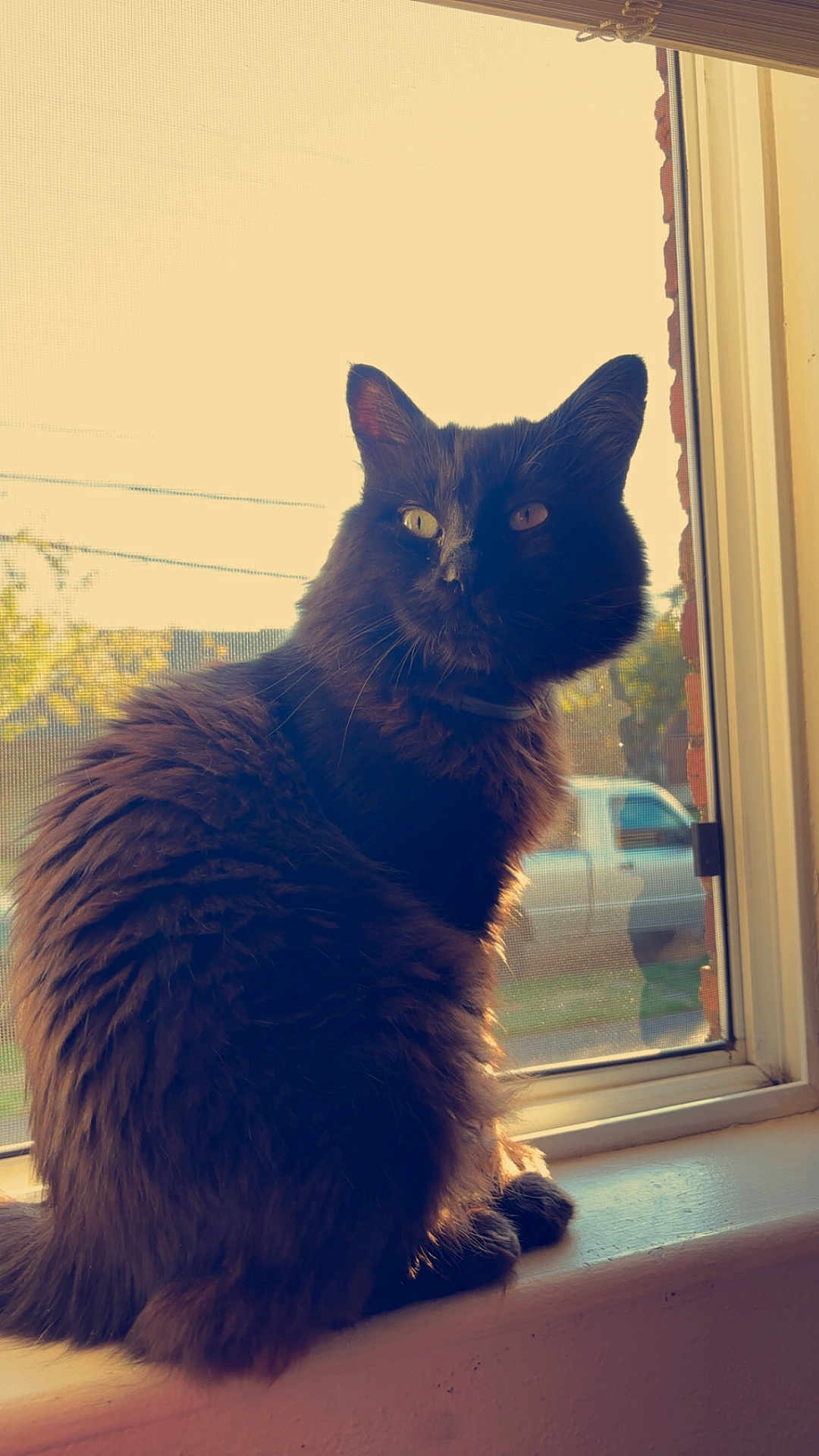 Blackie