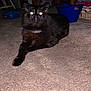 abyssinian, animal, basket, blackcat, box, bucket, cat, chair, cookware, cup, furniture, hardwood, kitten, manx, pet, plastic, plywood, pot, tin, wood