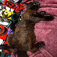 Blackie joined the competition — help win amazing prizes! cat, black_cat, feline, pet, lying_down, blanket, purple_blanket, colorful_blanket, halloween_theme, indoor, cozy, fur, whiskers, paw, tail, relaxing, curious, wide_eyes, home, comfort