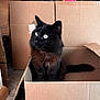 animal, blackcat, box, cardboard, carton, cat, crate, indoors, kitten, manx, package, packagedelivery, person, pet