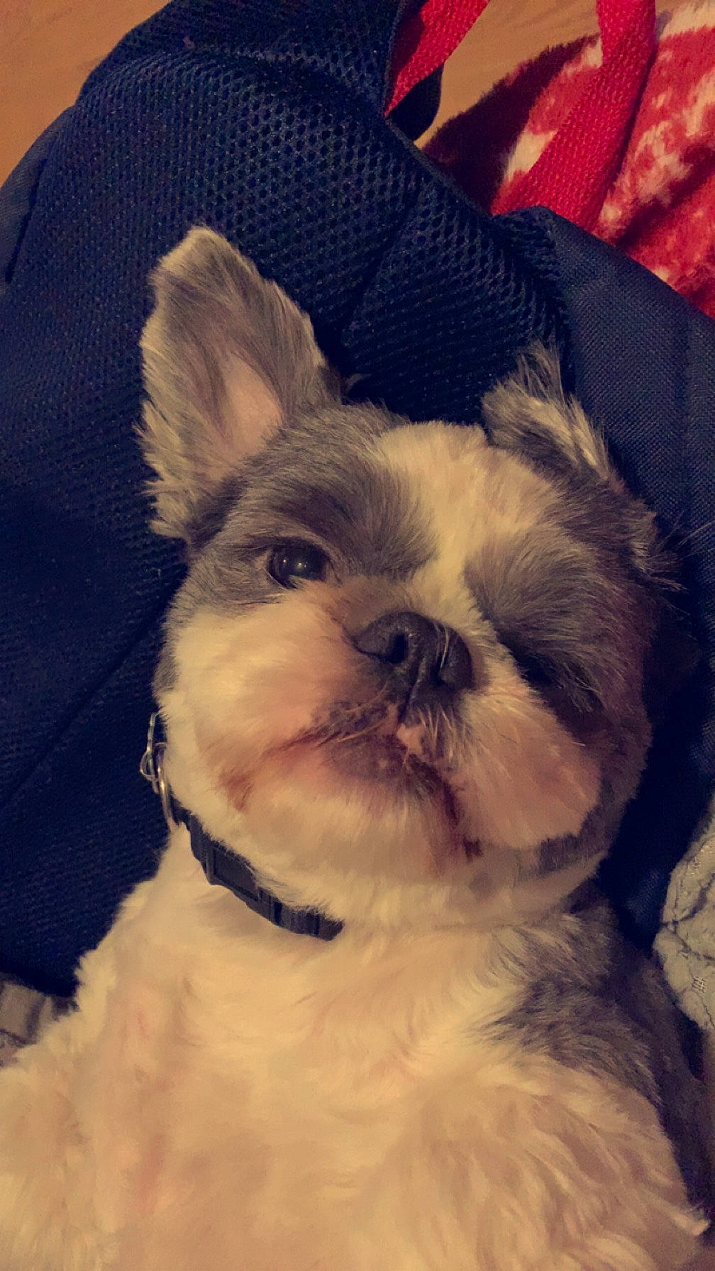 Colin joined the competition — help win amazing prizes! canidae, carnivore, collar, comfort, companion_dog, dog, dog_breed, dog_collar, ear, fawn, felidae, fur, happy, snout, sporting_group, tail, terrestrial_animal, toy_dog, whiskers, working_animal