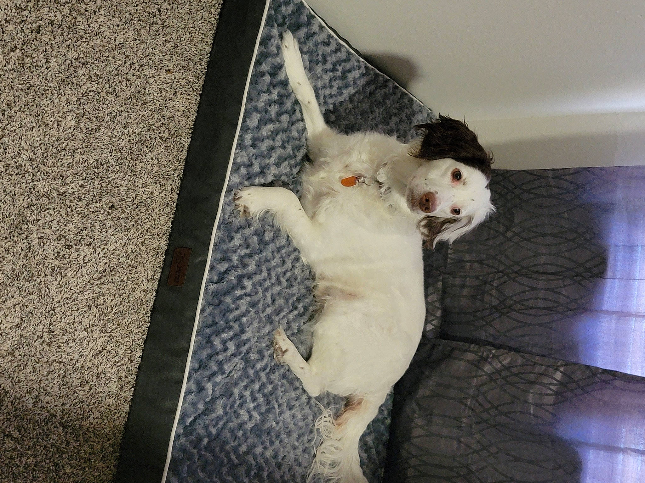 Mae joined the competition — help win amazing prizes! canidae, carnivore, cat, cockatoo, comfort, companion_dog, dog_breed, domestic_short_haired_cat, fawn, felidae, fur, grey, pattern, paw, small_to_medium_sized_cats, sporting_group, stuffed_toy, tail, toy, whiskers