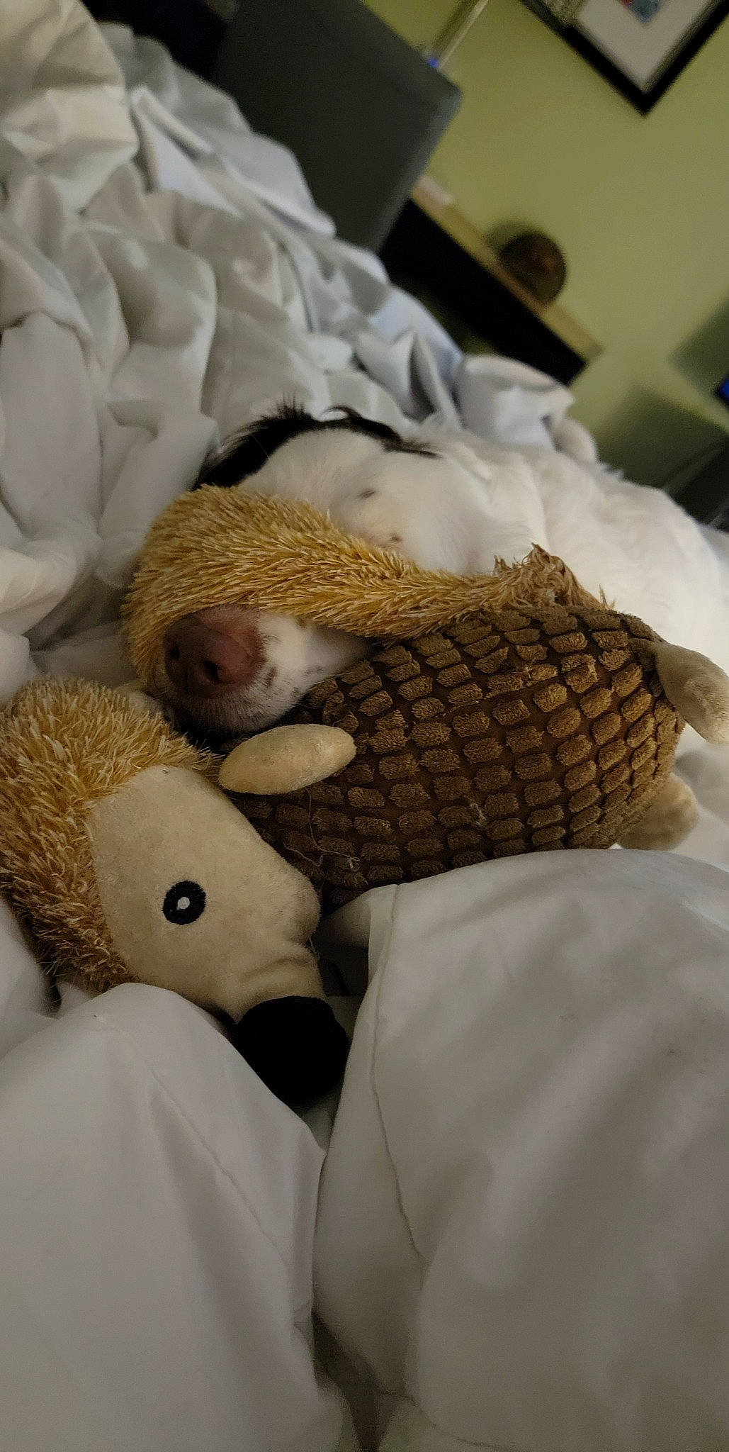 Mae is registered to the contest to win money with this photo: bed_sheet, bedding, bedtime, child, comfort, fur, headgear, linens, nap, plush, room, sleep, snout, stuffed_toy, teddy_bear, textile, toy, wicker, wood, wool