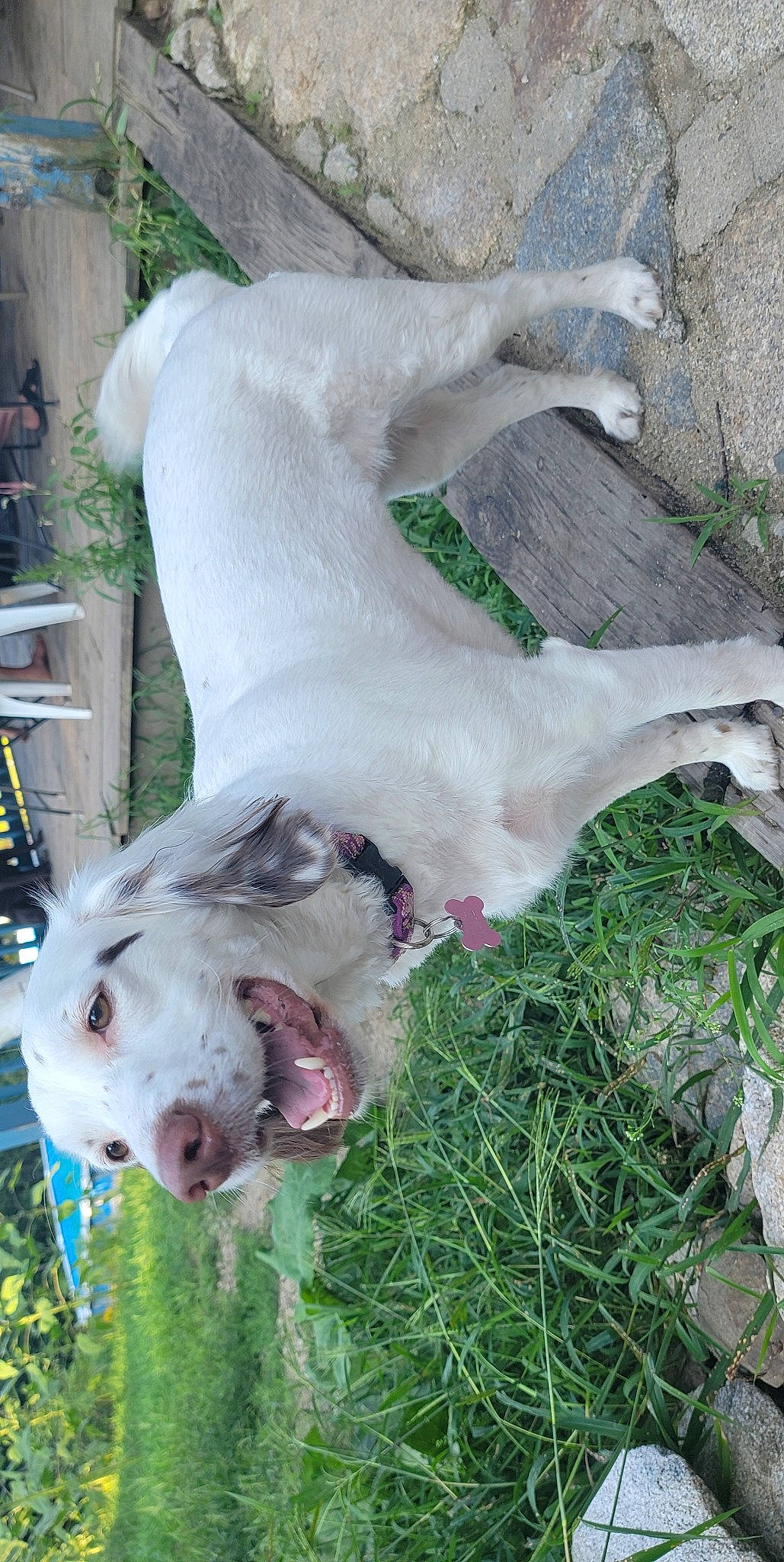 Mae is registered to the contest to win money with this photo: canidae, carnivore, collar, companion_dog, dog, dog_breed, fang, fawn, grass, non_sporting_group, plant, snout, sporting_group, tail, terrestrial_animal, working_animal, working_dog