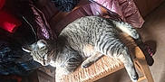 Néo a rejoint le concours — aidez-le/la à gagner de superbes lots ! carnivore, cat, claw, comfort, domestic_short_haired_cat, felidae, fur, grey, human_leg, lap, nap, paw, sitting, sleep, small_to_medium_sized_cats, snout, tail, vertebrate, whiskers, wood
