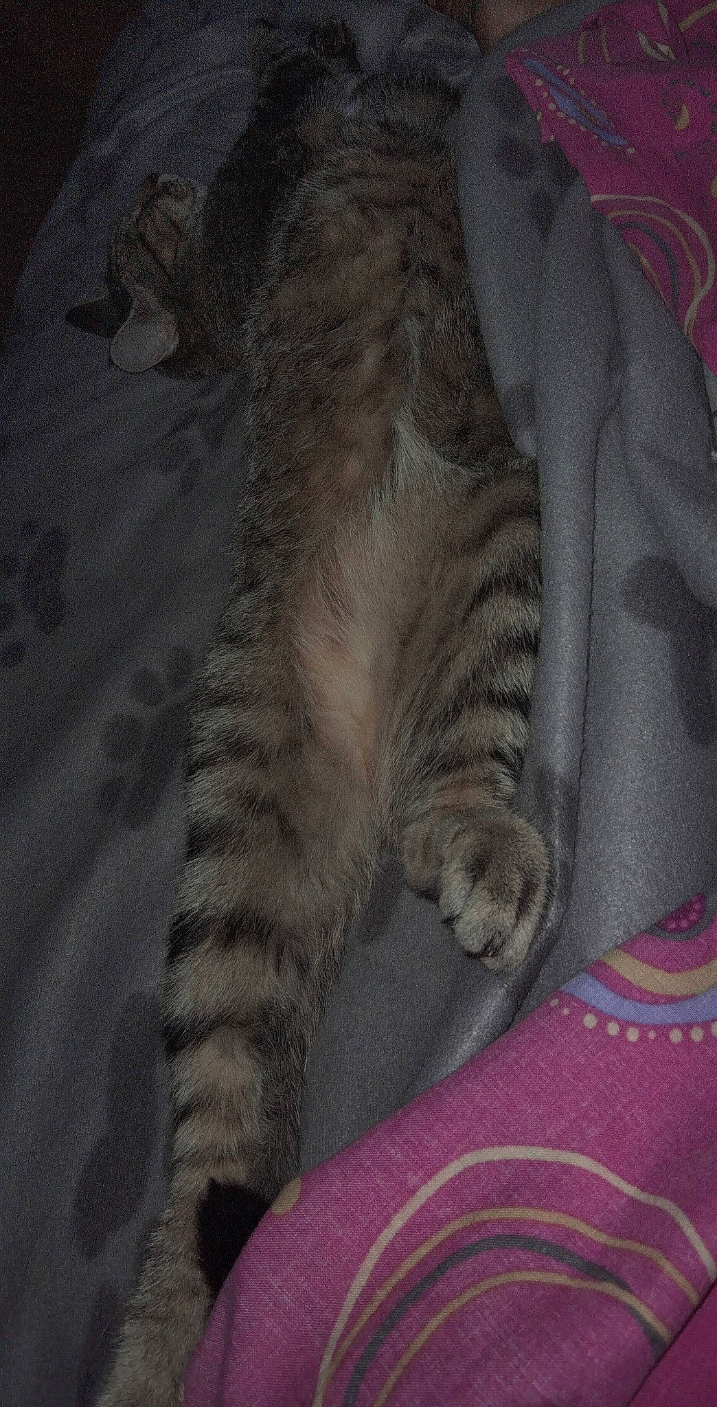 Néo participe au concours pour gagner de l'argent avec cette photo : carnivore, cat, claw, comfort, domestic_short_haired_cat, fawn, felidae, foot, fur, grey, human_leg, linens, nap, pattern, paw, sleep, small_to_medium_sized_cats, tail, terrestrial_animal, whiskers