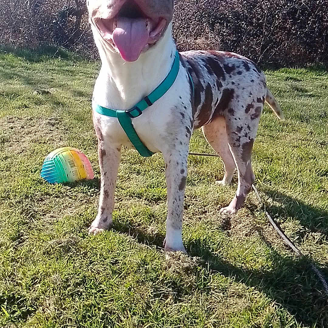 Lola Boo joined the competition — help win amazing prizes! animal, ball, canine, daylight, dog, ears_up, field, grass, happy, harness, leafless_trees, muzzle, nature, outdoor, pet, play, spotted, standing, sunny, tongue_out