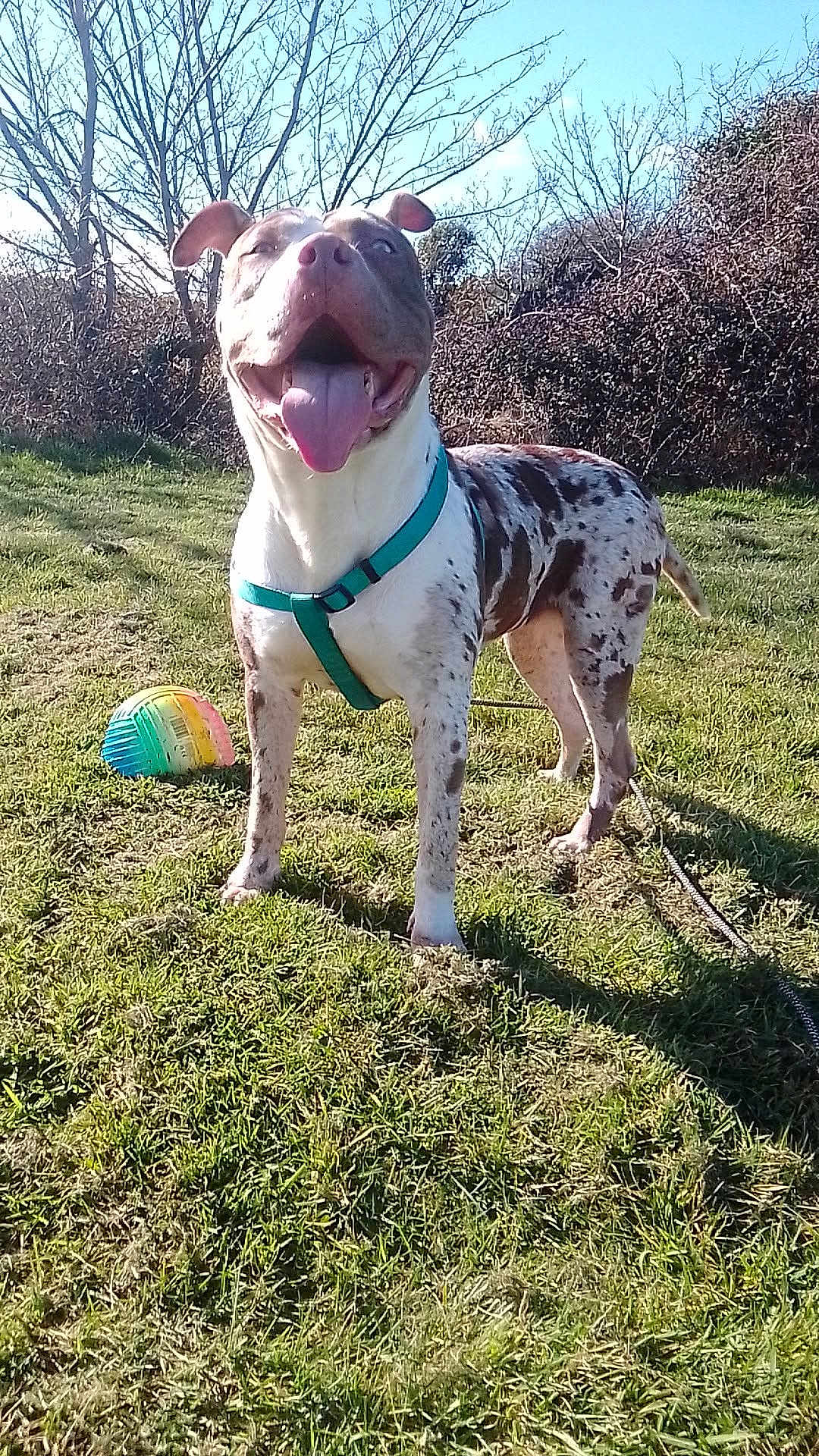 Lola Boo