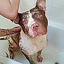 dog, bathtub, wet, pet, animal, bath, white_tiled_wall, tattoo, human_arm, paw, floor, drain, looking_up, indoors, brown_and_white, ears, snout, curious, bathroom, water