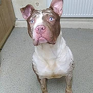 Lola Boo is registered to the contest to win money with this photo: animal, attention, blue_eyes, canine, companion, curious, dog, domestic, ears_up, floor, indoor, kitchen, looking_up, pet, pink_nose, pitbull, sitting, spotty_coat, waiting, white_and_brown