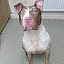 dog, pitbull, blue_eyes, pink_nose, sitting, floor, indoor, kitchen, curious, pet, animal, ears_up, looking_up, spotty_coat, white_and_brown, domestic, companion, canine, attention, waiting