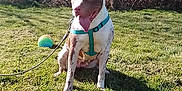 Lola Boo is registered to the contest to win money with this photo: animal, ball, blue_sky, bush, canine, daylight, dog, grass, happy, harness, leash, mammal, nature, outdoor, pet, play, sitting, sunny, tongue_out, tree