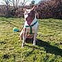 dog, canine, pet, grass, outdoor, sunny, daylight, ball, harness, tongue_out, sitting, nature, tree, bush, play, leash, animal, mammal, happy, blue_sky