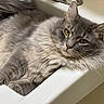 Nico is registered to the contest to win money with this photo: animal, bathroom, cat, chrome, curious, cute, domestic, faucet, fluffy_cat, fur, gray_cat, green_eyes, indoor, lying_down, pet, relaxed, resting, sink, whiskers, white_sink