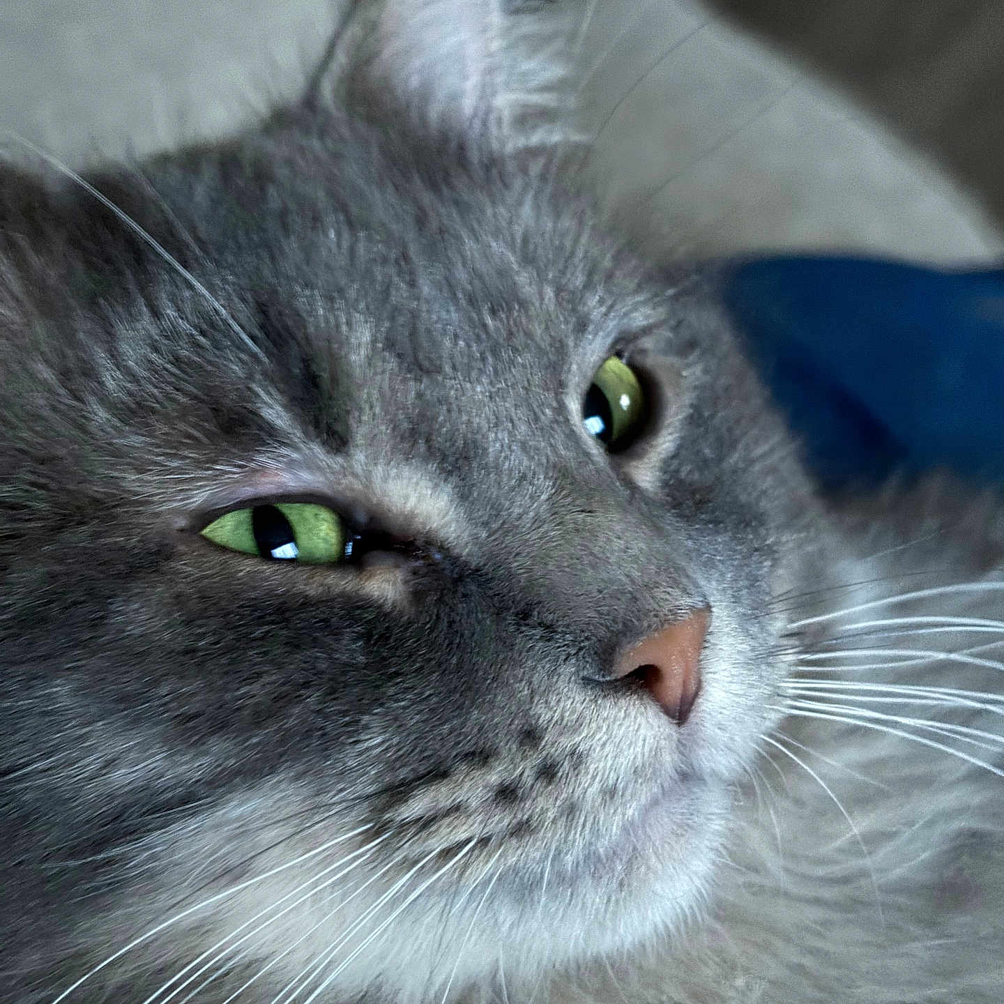 Nico is registered to the contest to win money with this photo: animal, cat, close_up, cute, domestic_cat, face, feline, fluffy_fur, fur_texture, gray_cat, green_eyes, indoor, looking_away, mammal, pet, portrait, relaxed, soft_focus, whiskers, whiskers_visible