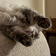 Nico is registered to the contest to win money with this photo: animal, cat, couch, cozy, cute, fabric, feline, fluffy, fur, gray, home, indoor, paws, pet, relaxed, resting, sleeping, soft, upside_down, whiskers