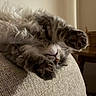 animal, cat, couch, cozy, cute, fabric, feline, fluffy, fur, gray, home, indoor, paws, pet, relaxed, resting, sleeping, soft, upside_down, whiskers