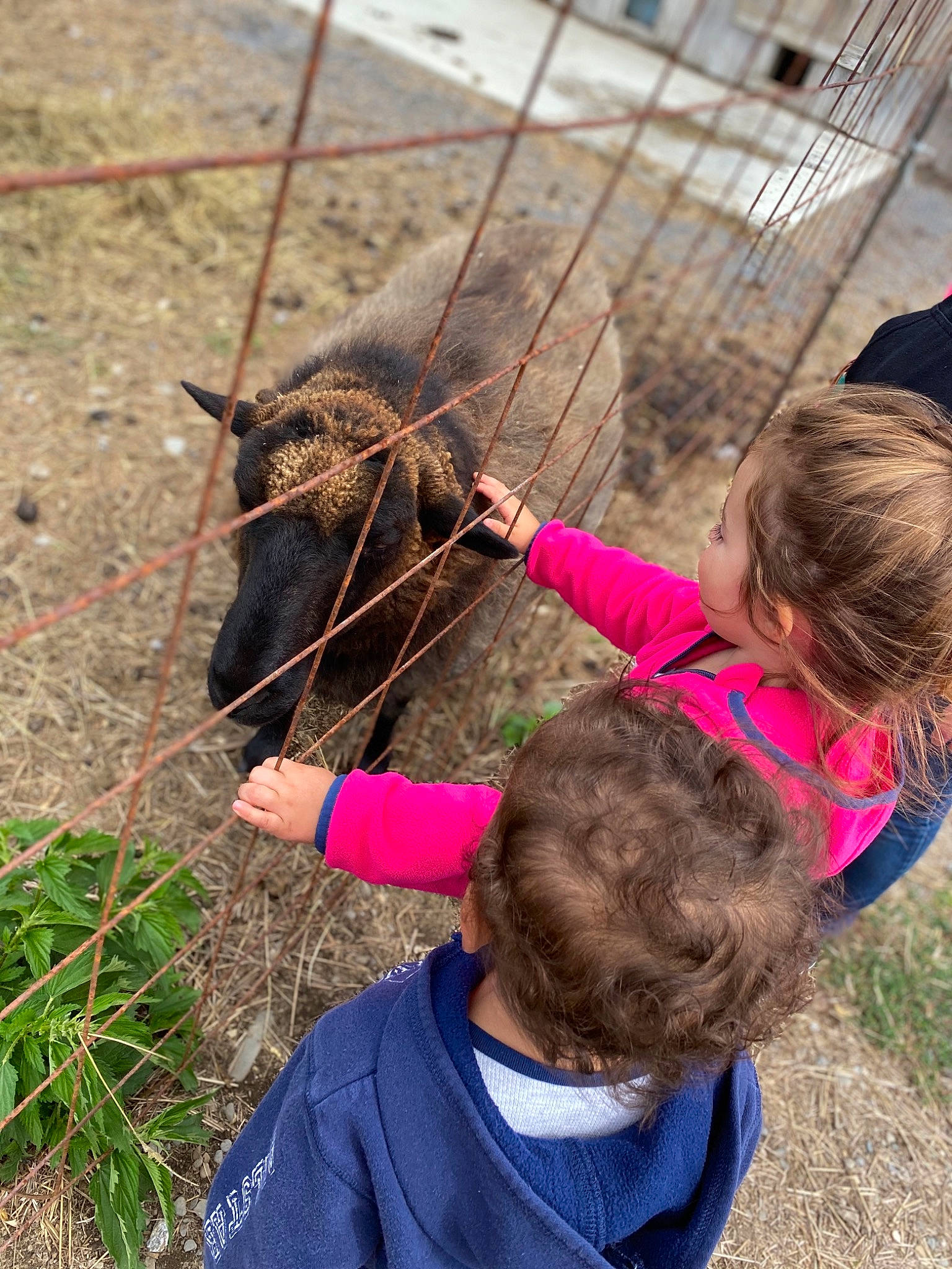 Ashlynn is registered to the contest to win money with this photo: child, leash, organism, person, play
