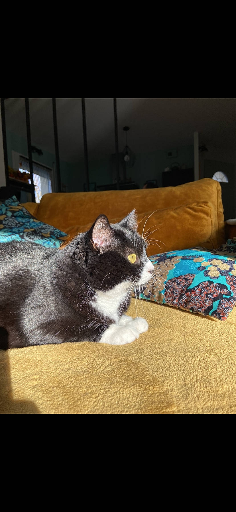 Isisse a rejoint le concours — aidez-le/la à gagner de superbes lots ! bedding, box, carnivore, cat, comfort, domestic_short_haired_cat, felidae, floor, flooring, fur, hardwood, linens, nap, rectangle, room, small_to_medium_sized_cats, square, tail, whiskers, wood