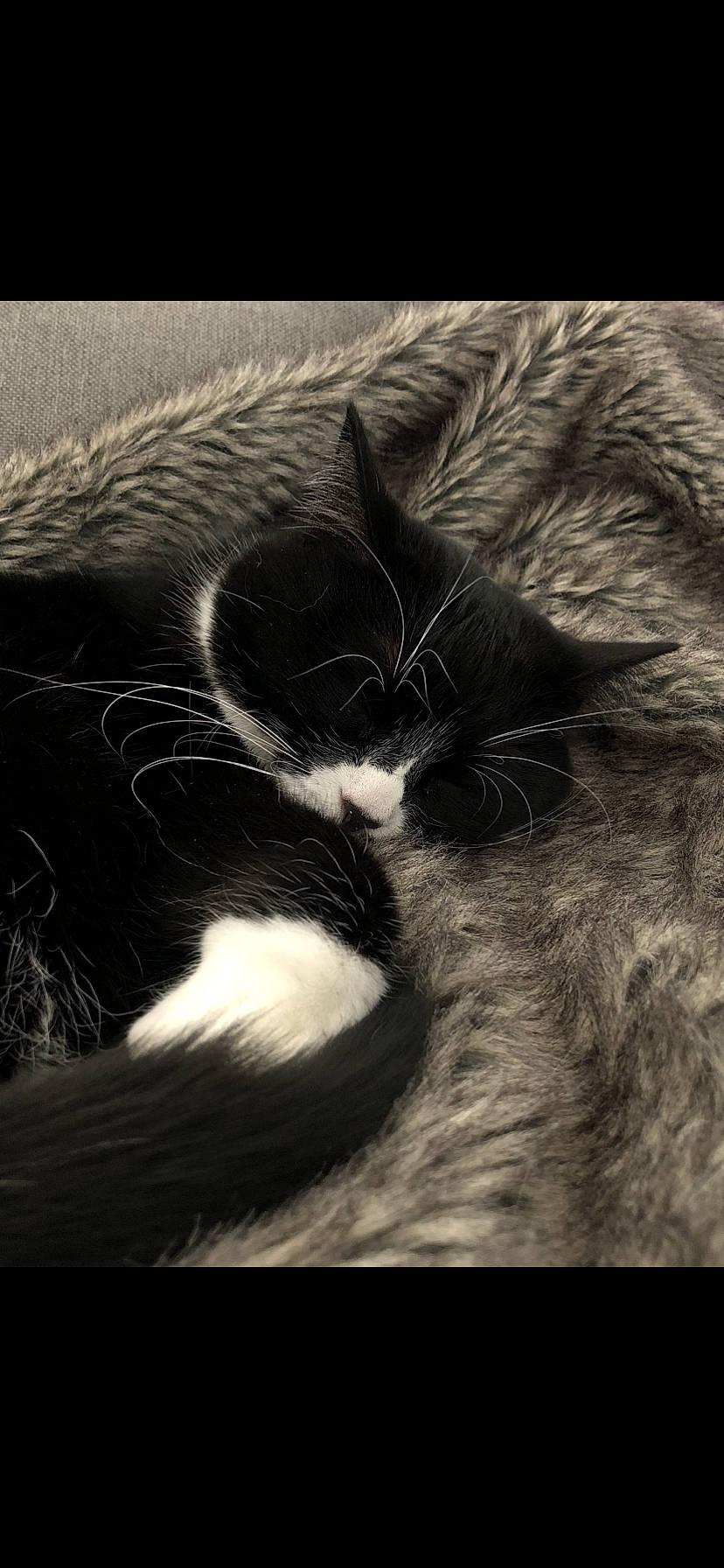 Isisse participe au concours pour gagner de l'argent avec cette photo : black_and_white, carnivore, cat, cloud, comfort, darkness, domestic_short_haired_cat, felidae, fur, meteorological_phenomenon, monochrome, monochrome_photography, paw, small_to_medium_sized_cats, snout, still_life_photography, style, tail, tints_and_shades, whiskers