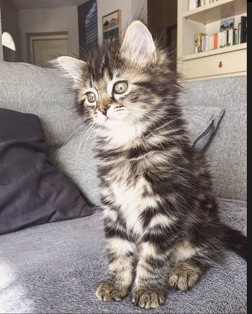 Billie a rejoint le concours — aidez-le/la à gagner de superbes lots ! carnivore, cat, claw, comfort, domestic_short_haired_cat, felidae, fur, iris, maine_coon, paw, picture_frame, sitting, small_to_medium_sized_cats, snout, tail, terrestrial_animal, whiskers