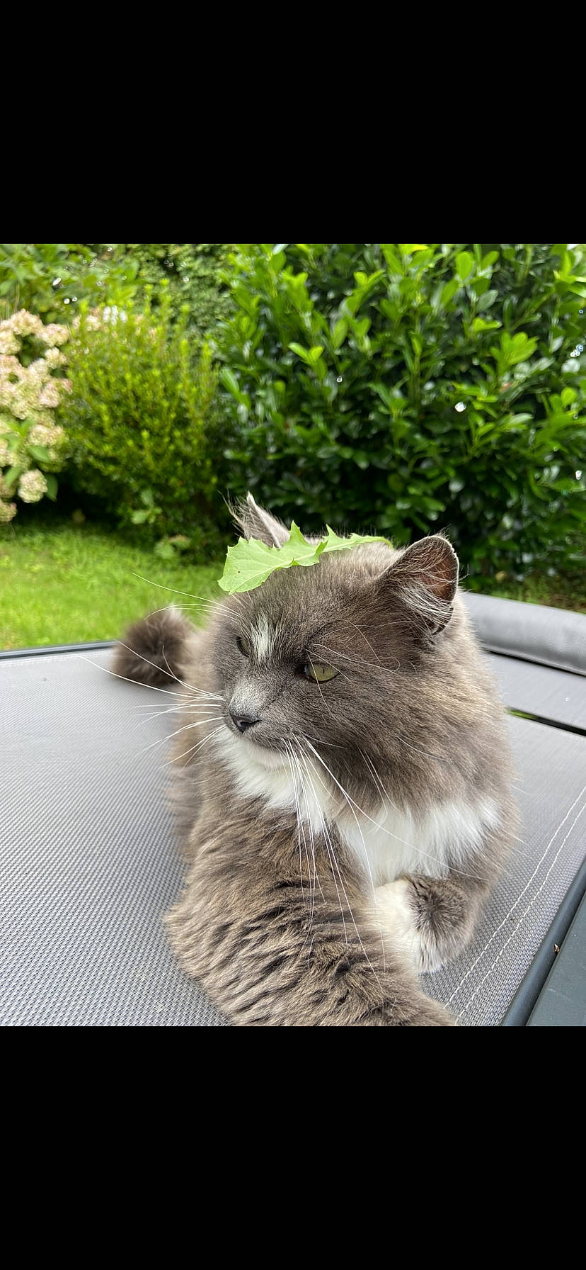 Silver a rejoint le concours — aidez-le/la à gagner de superbes lots ! british_longhair, carnivore, cat, claw, domestic_short_haired_cat, fawn, felidae, fur, grass, paw, plant, sitting, small_to_medium_sized_cats, snout, tail, terrestrial_animal, tree, whiskers, window