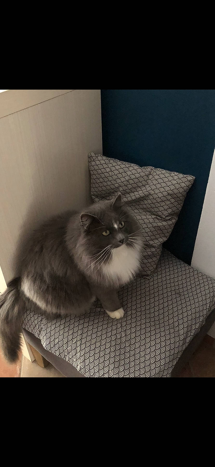 Silver a rejoint le concours — aidez-le/la à gagner de superbes lots ! black_cat, box, carnivore, cat, chair, comfort, couch, domestic_short_haired_cat, felidae, flooring, fur, furniture, grey, hardwood, room, small_to_medium_sized_cats, table, tail, whiskers, window