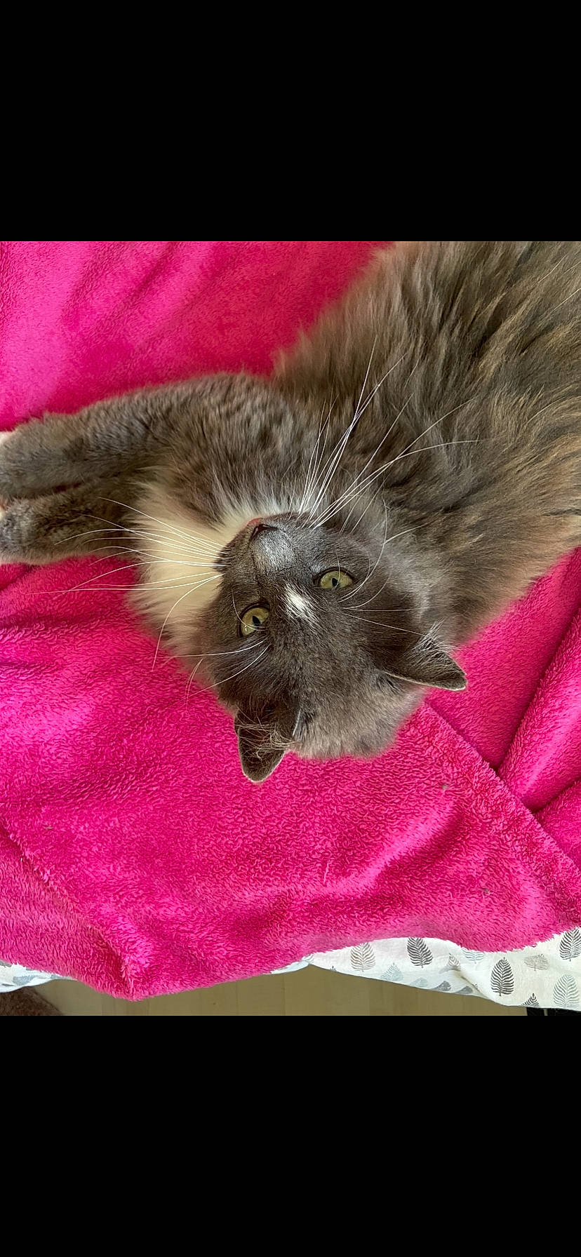 Silver participe au concours pour gagner de l'argent avec cette photo : carnivore, cat, claw, close_up, comfort, companion_dog, dog_breed, fawn, felidae, fur, grey, linens, liver, magenta, paw, small_to_medium_sized_cats, snout, tail, textile, whiskers