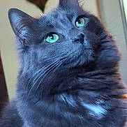 Misty Sue joined the competition — help win amazing prizes! animal, calm, cat, close_up, cute, domestic_cat, feline, fluffy_fur, furry, gray_cat, green_eyes, house_pet, indoor, looking_up, mammal, pet, portrait, soft_fur, tabby, whiskers